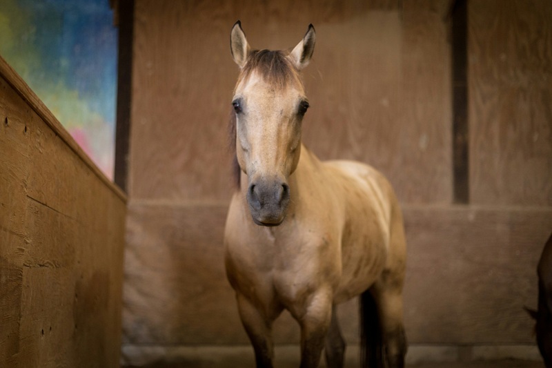 Ammonia in your barn — what you need to know
