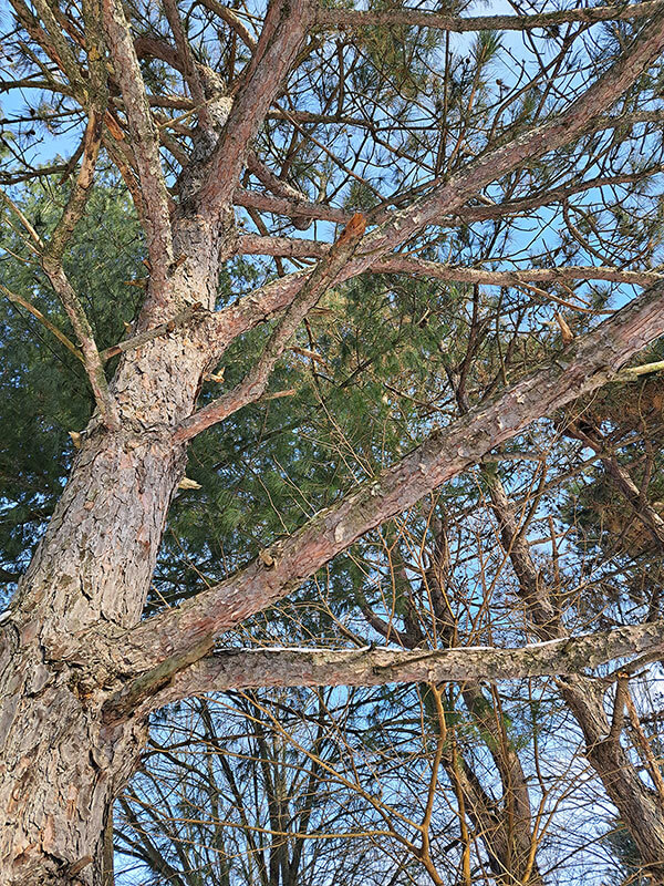 ground close-up view of a single tree