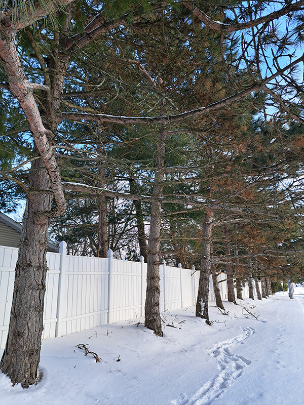 Row of dying trees with a white fence in the Background