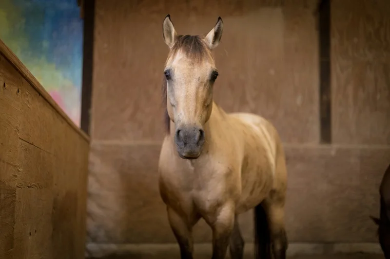 Horse in barn stall